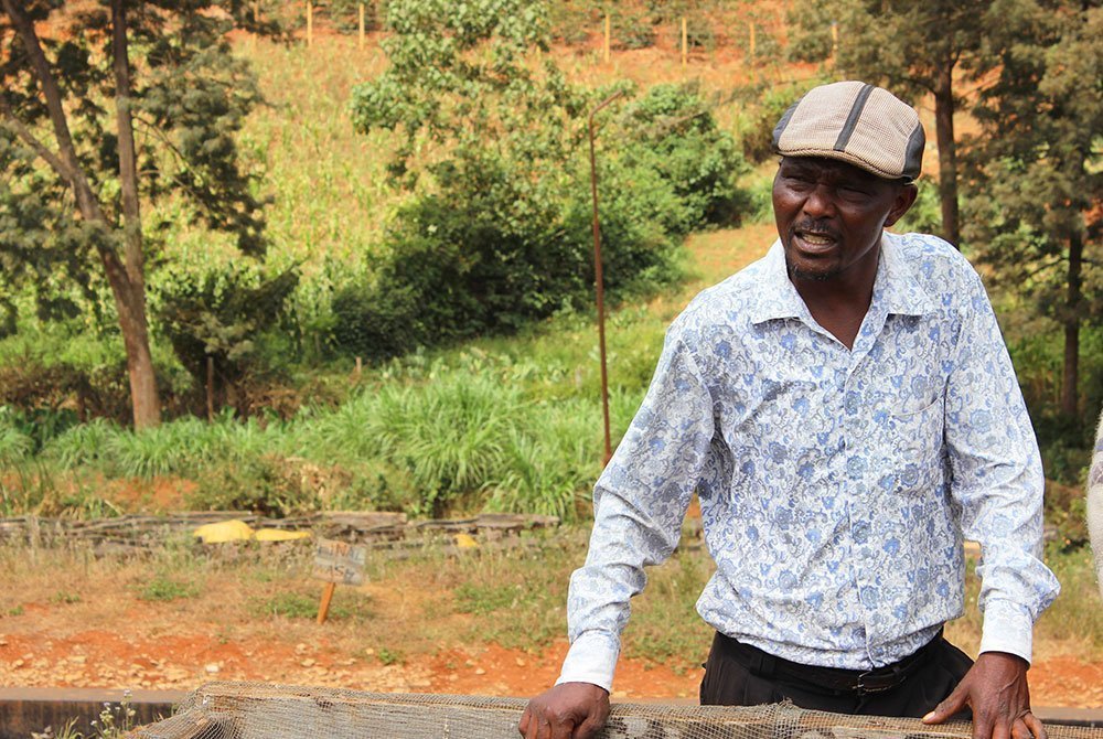 Kenyan Specialty Coffee: Origin Monograph