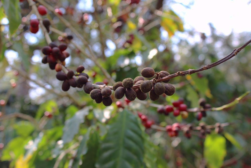 La Bolsa, más que un café de especialidad 6