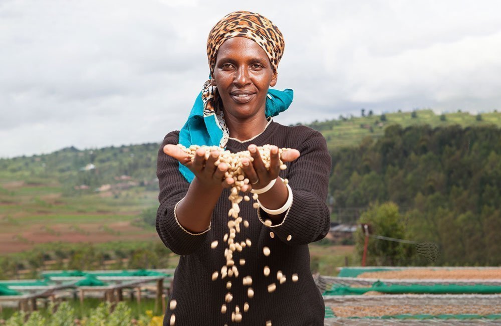 Coffee of southern Rwanda on the slopes of Huye Mountain