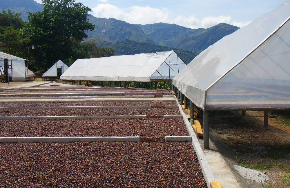 San Francisco sweet and balanced from Cordillera Central in Costa Rica