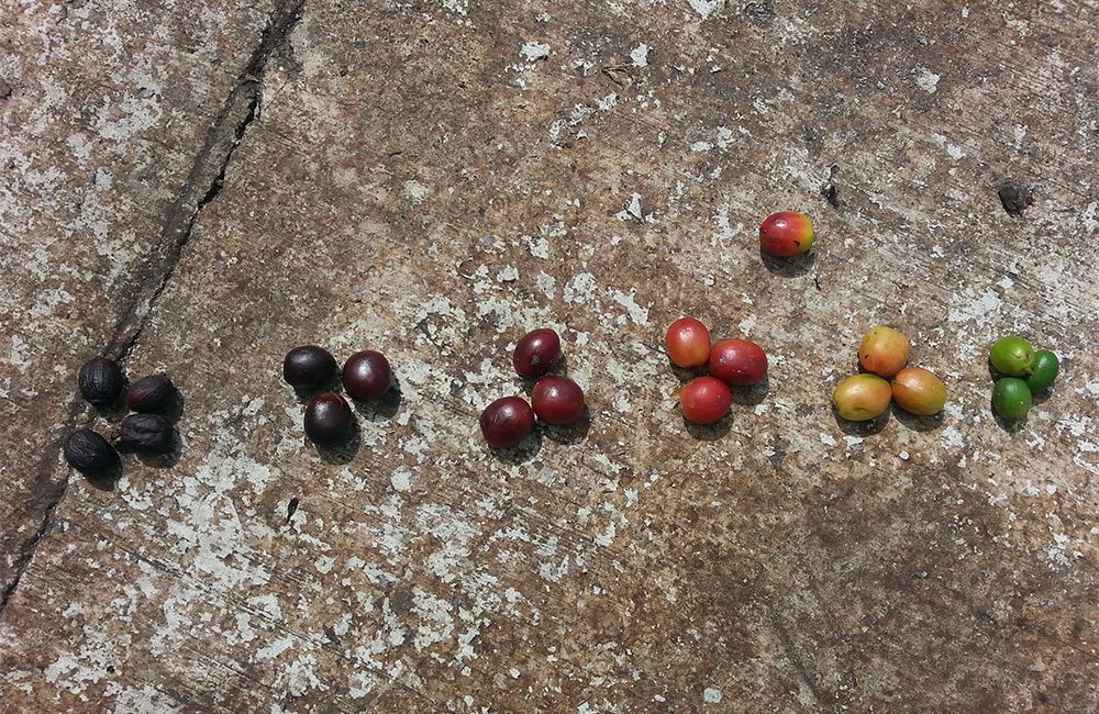 San Francisco sweet and balanced from Cordillera Central in Costa Rica