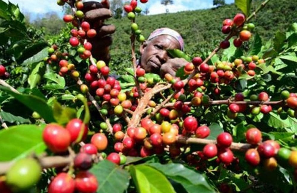 Gran café de especialidad de Burundi gracias al buen trabajo de Ngogomo. Una de las principales estaciones de lavado de la provincia de Muyinga en Burundi.