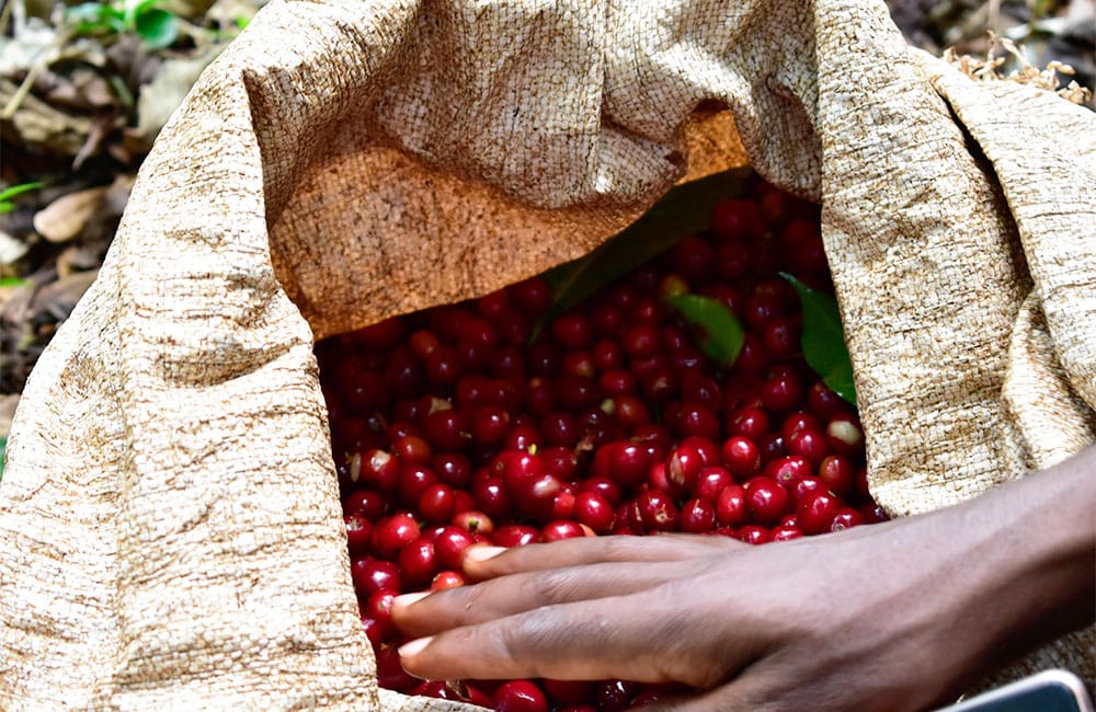 Freshly picked specialty coffee cherries