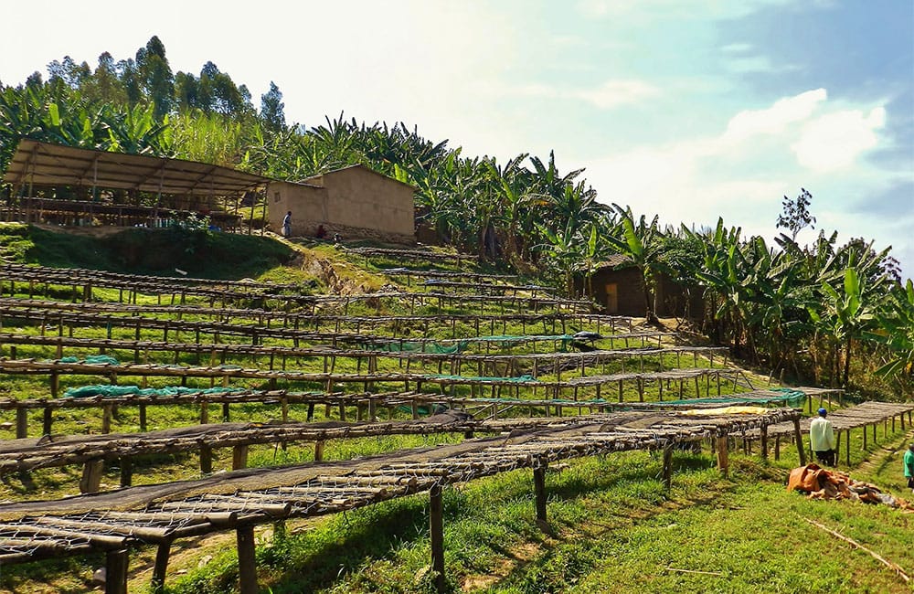 African/elevated drying beds for specialty coffee in Matyazo, Rwanda