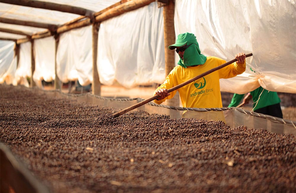 African/elevated drying beds for specialty coffee in Sao Silvestre, Brazil