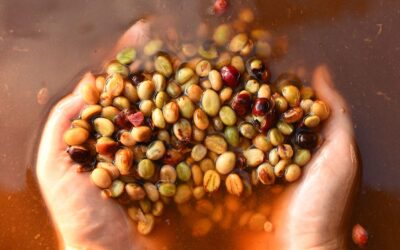 ¿Qué es el café proceso lavado?