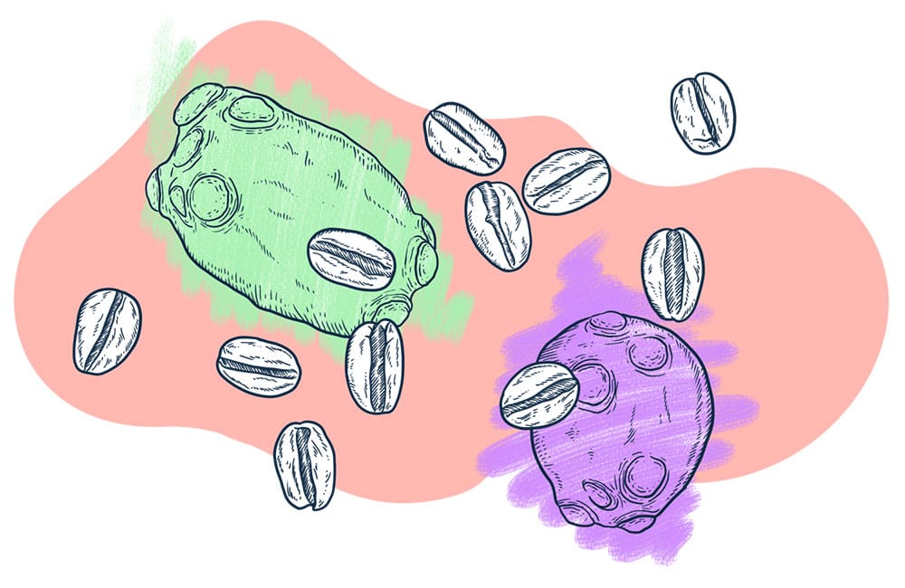 Anaerobic coffee fermentation