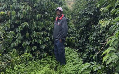 Baroida café de especialidad de Papúa Nueva Guinea