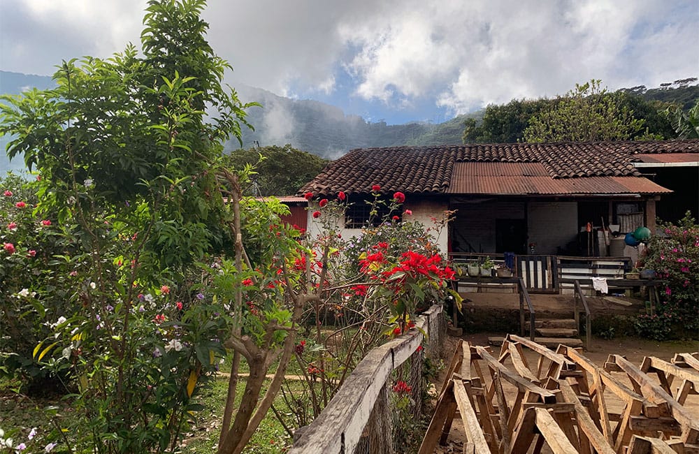 Coffee From Lombardia Farm Against Climate Change