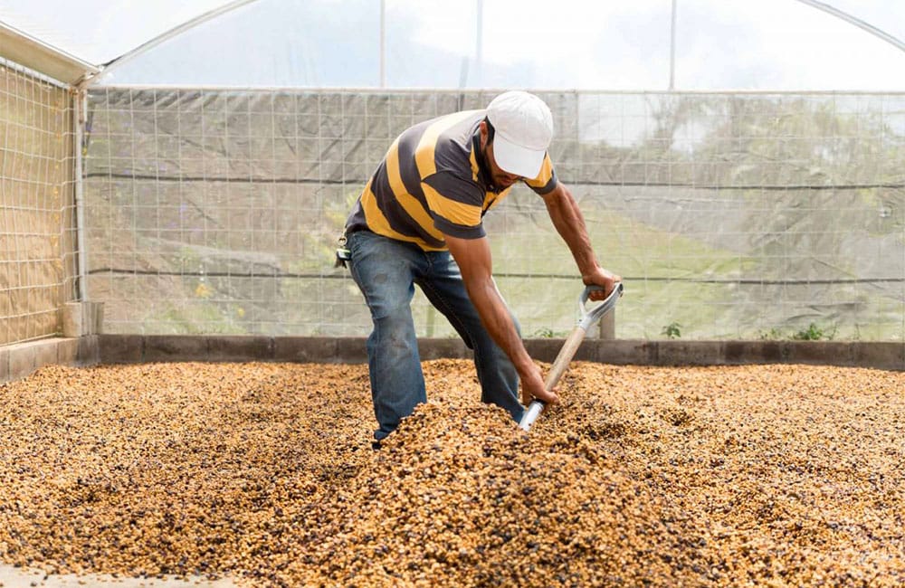 Coffee El Perezoso from Costa Rica harvest 2021