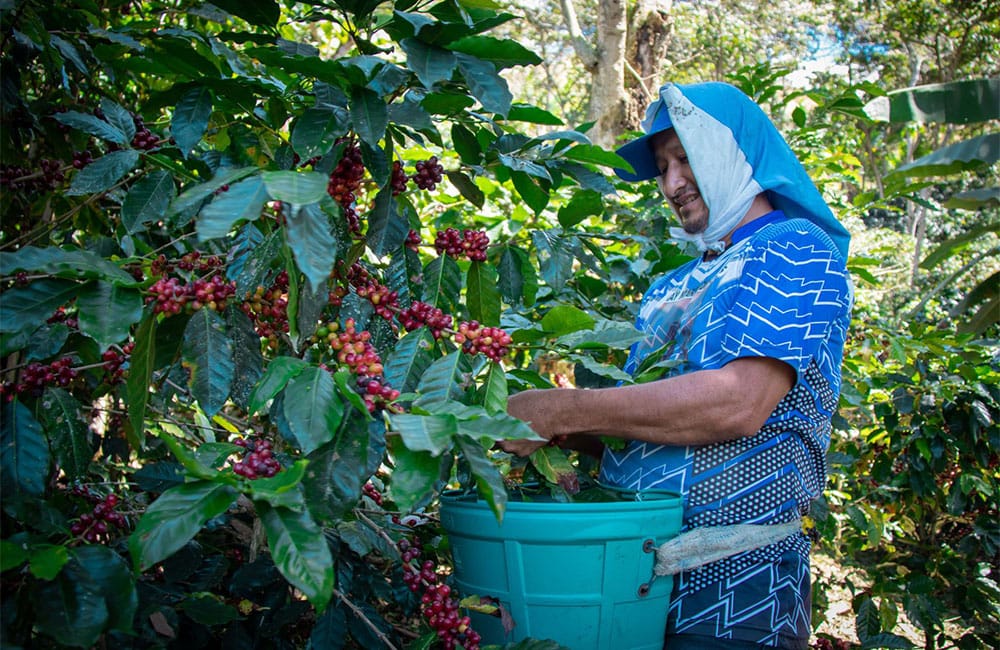 New seasonal espresso from Chontalí in Peru