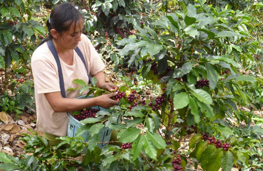 New seasonal espresso from Chontalí in Peru