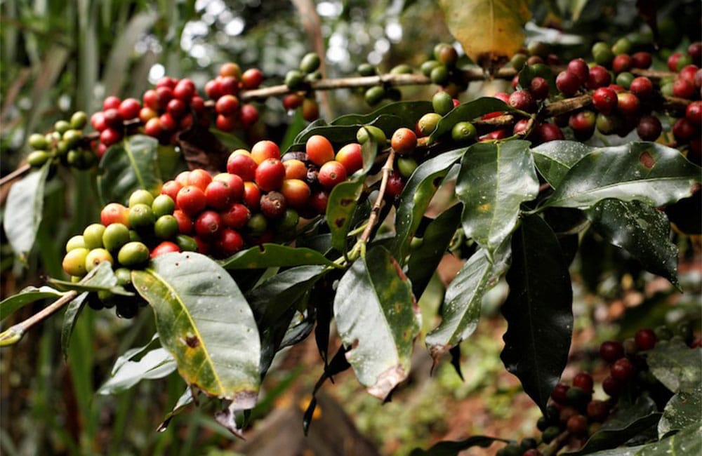 New seasonal espresso from Chontalí in Peru