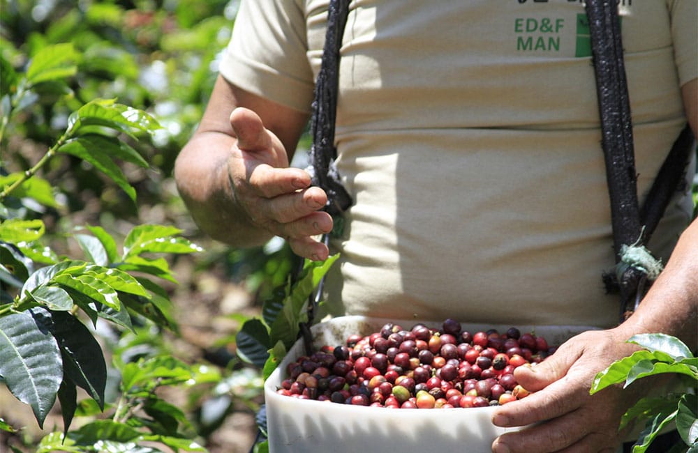 New seasonal espresso from Chontalí in Peru