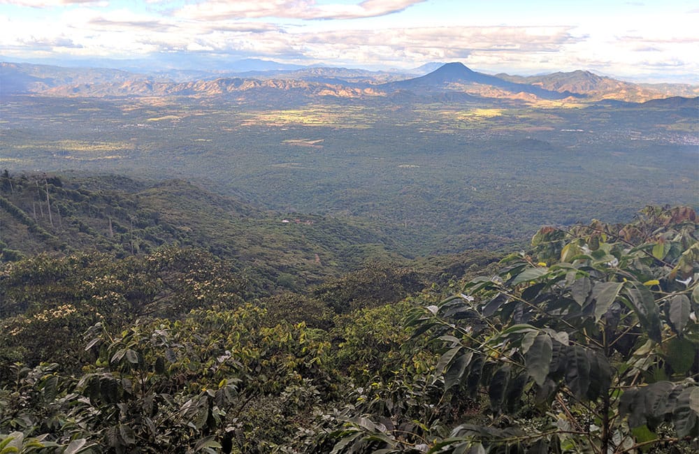 Rodolfo Ruffatti from Finca el Salvador at 1.450 masl.