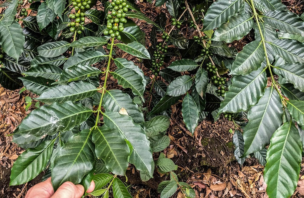 Rodolfo Ruffatti from Finca el Salvador at 1.450 masl.