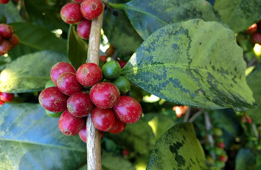 Rodolfo Ruffatti from Finca el Salvador at 1.450 masl.