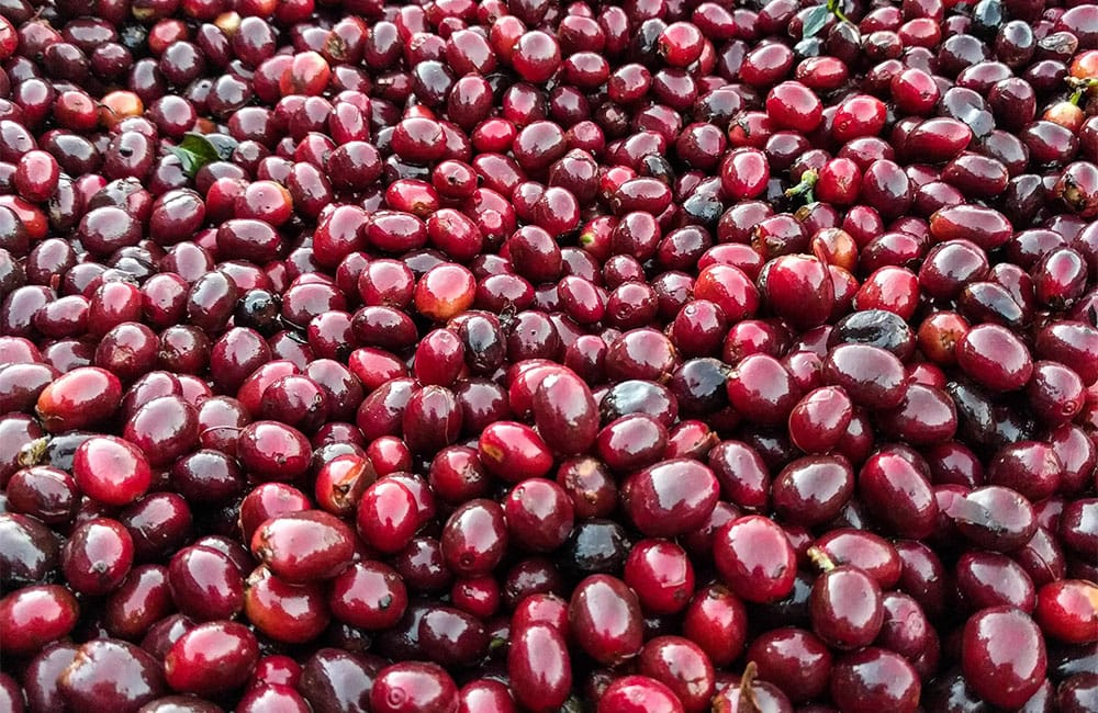 Rodolfo Ruffatti from Finca el Salvador at 1.450 masl.