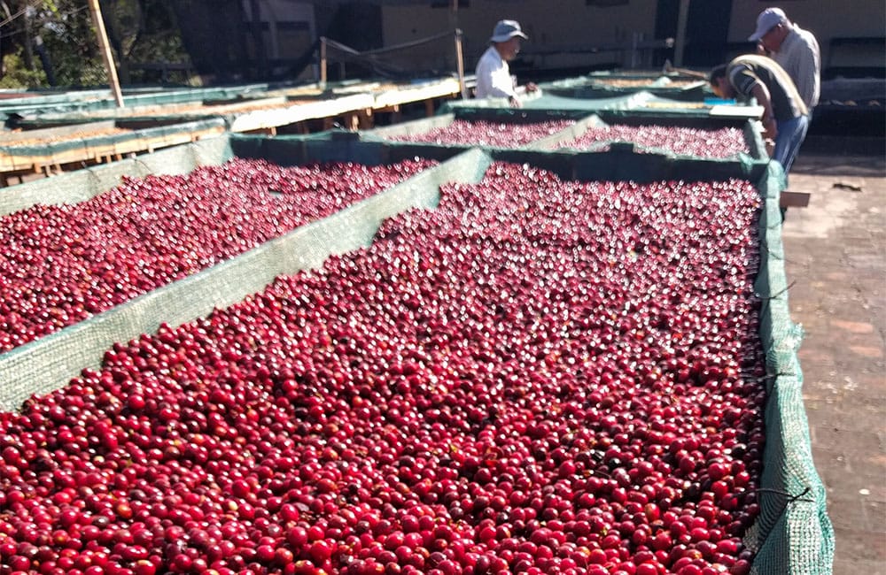 Rodolfo Ruffatti from Finca el Salvador at 1.450 masl.
