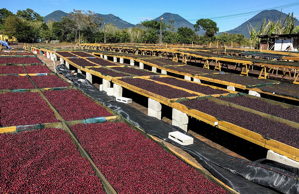 Rodolfo Ruffatti from Finca el Salvador at 1.450 masl.