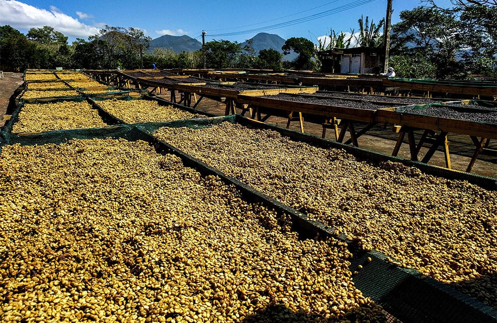 Rodolfo Ruffatti from Finca el Salvador at 1.450 masl.