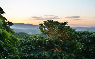 Café anaeróbico de especialidad del Volcán de Santa Ana