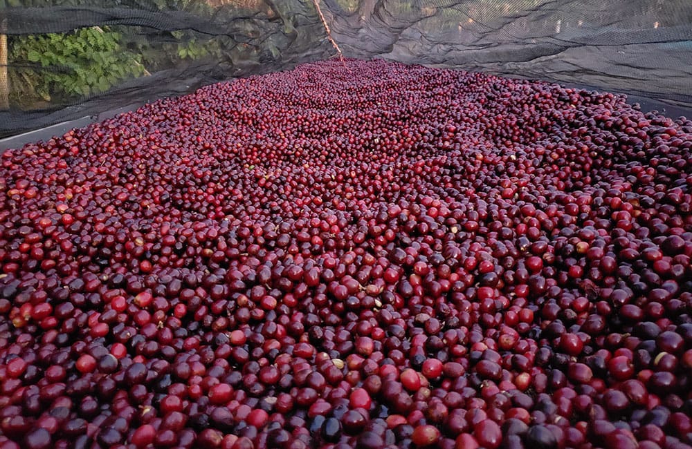 Café anaeróbico de especialidad del Volcán de Santa Ana