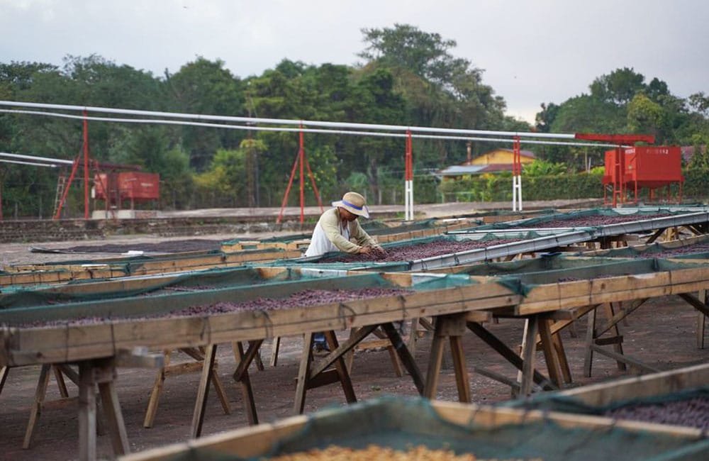 Café anaeróbico de especialidad del Volcán de Santa Ana