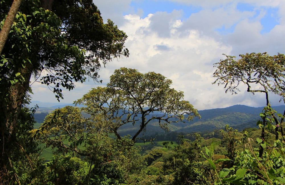 Un café limpio y floral de Yandaro en Burundi a 1.800 msnm