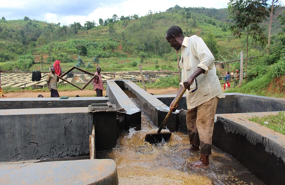 Un café limpio y floral de Yandaro en Burundi a 1.800 msnm