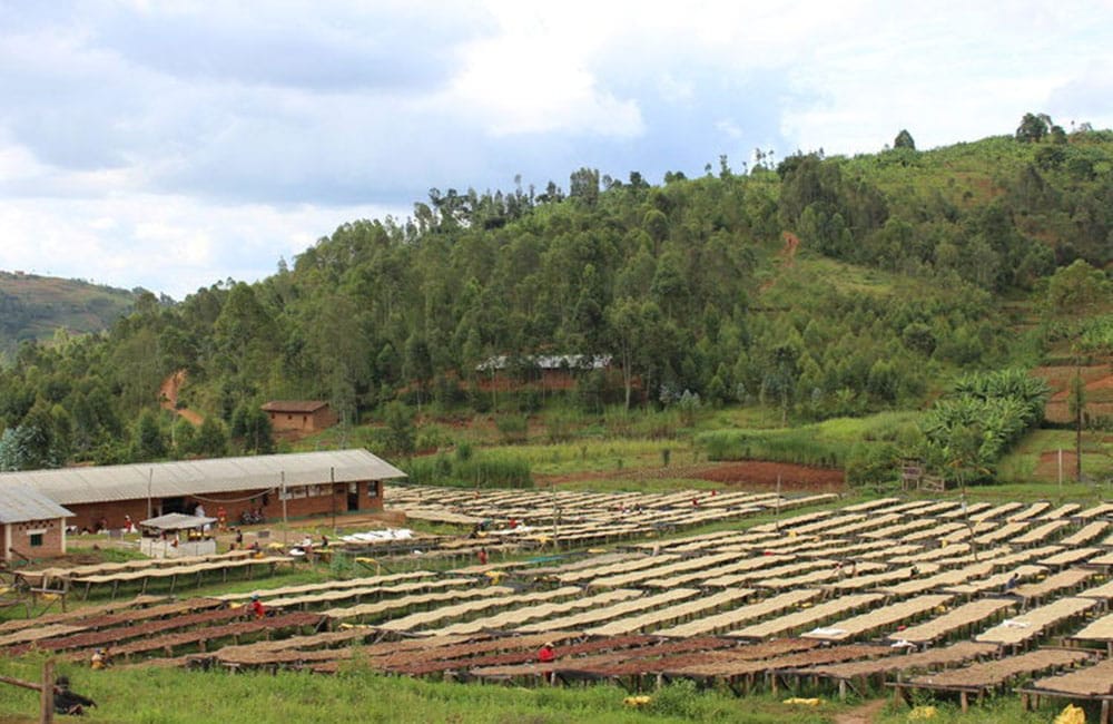 Un café limpio y floral de Yandaro en Burundi a 1.800 msnm