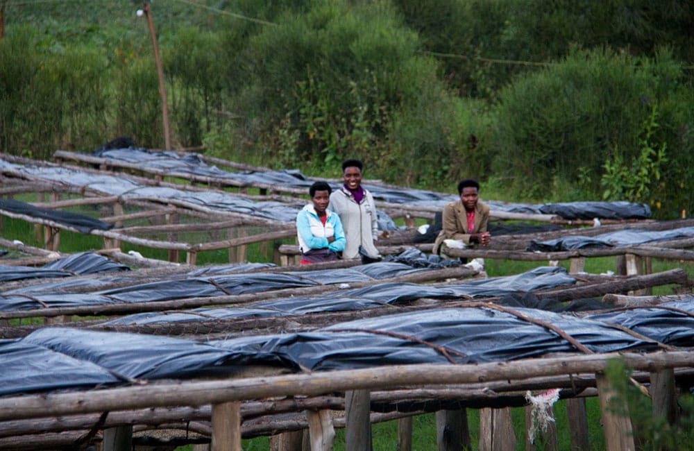 Rugali anóxico natural un lote de competición de Ruanda