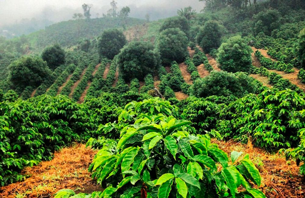 Café de Guatemala lavado de finca Las Brisas a 1.600 msnm