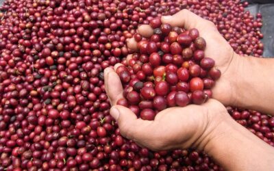 Qué es el café de finca y por qué lo deberías probar