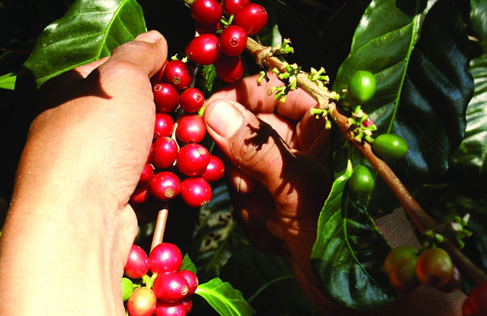 Café de Fraijanes de la finca La Nueva Montaña a 1.550 msnm.