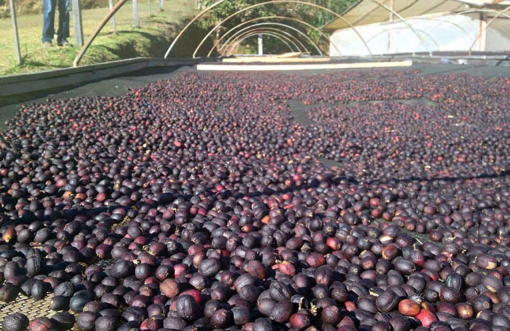 Café de Fraijanes de la finca La Nueva Montaña a 1.550 msnm.