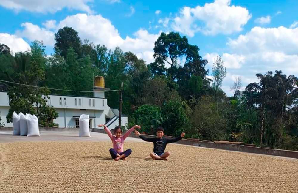 Indian coffee from Meghal Estate