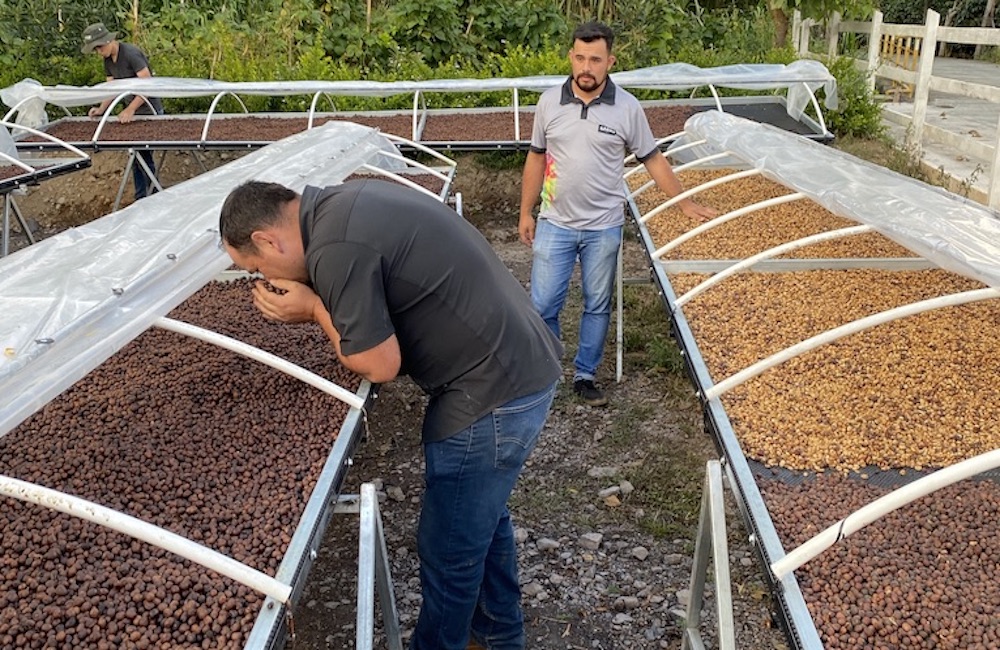 Geisha Coffee the Most Sought After Variety