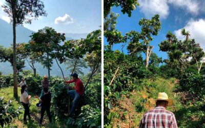Café de México producido por Luis Ordoñez