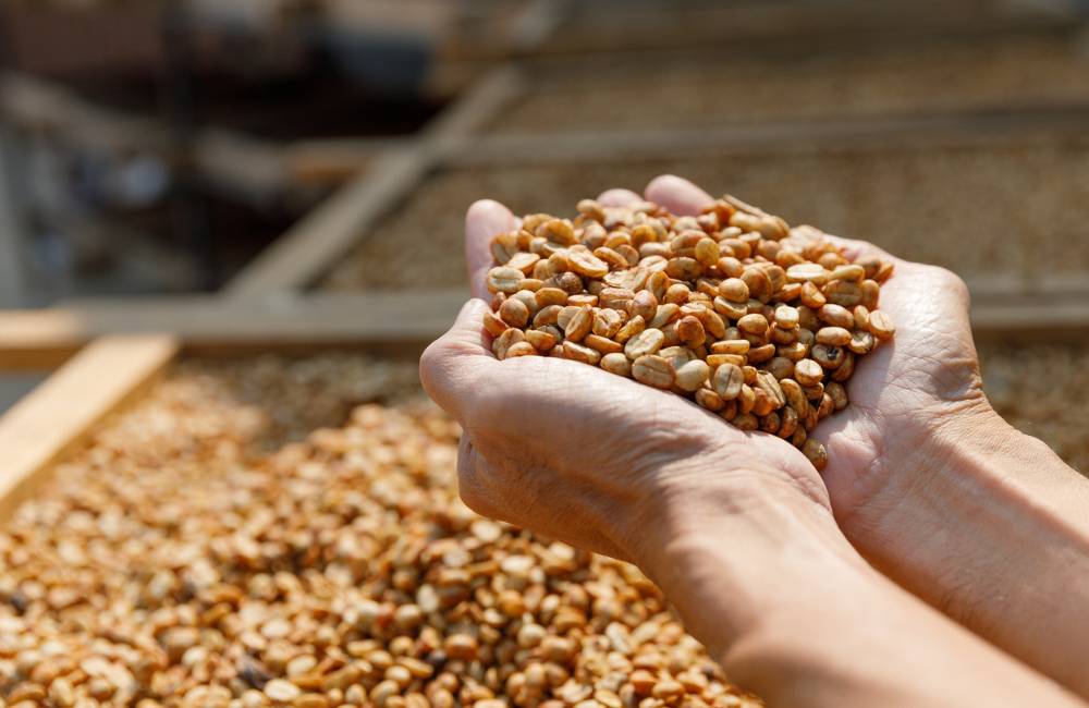 What is honey processed coffee?