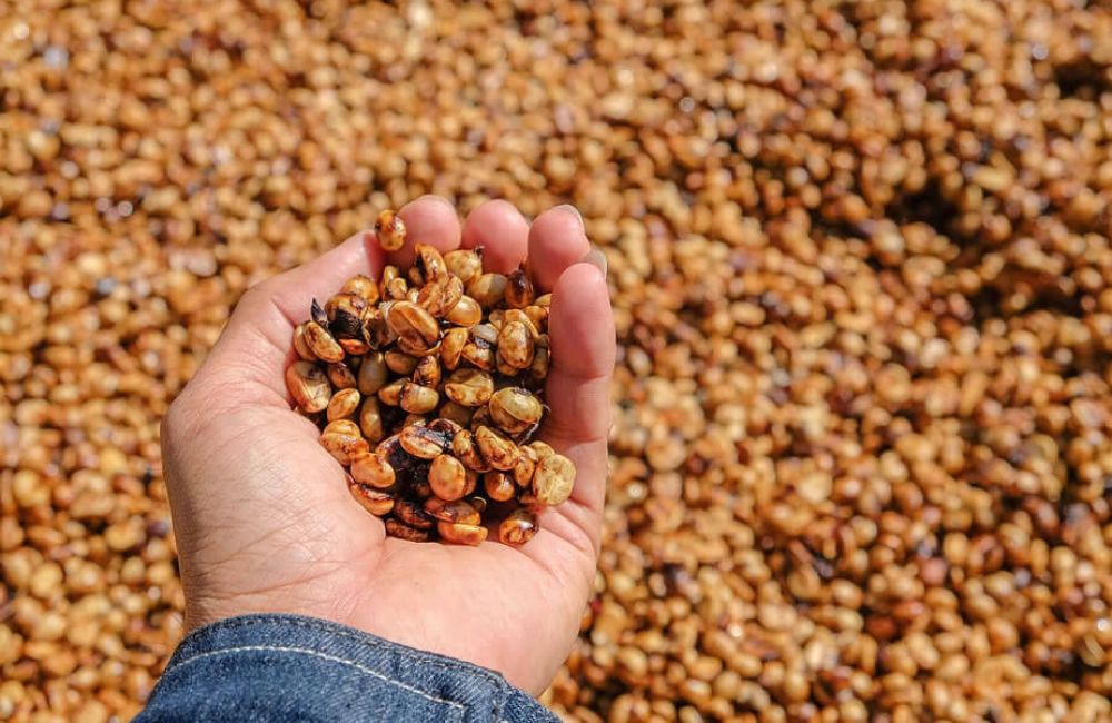 What is Honey Process Coffee?