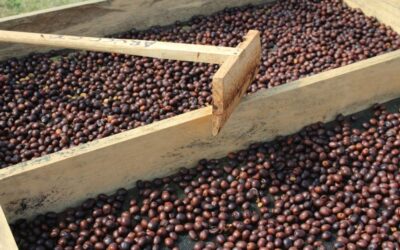 ¿Qué es el café natural?