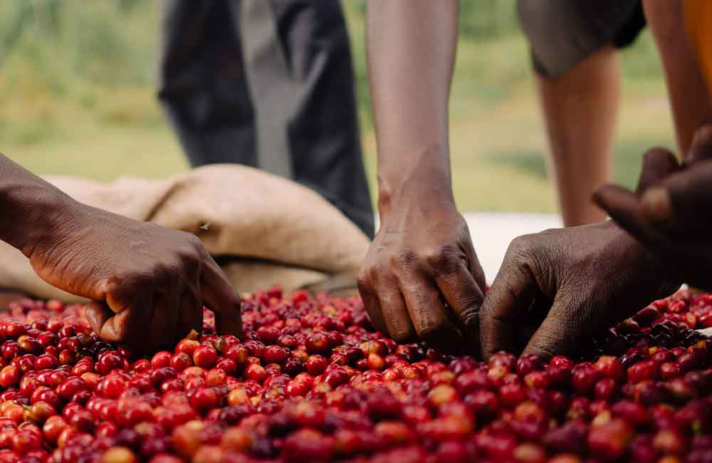 Café de Burundi Nkonge Long Miles Lavado