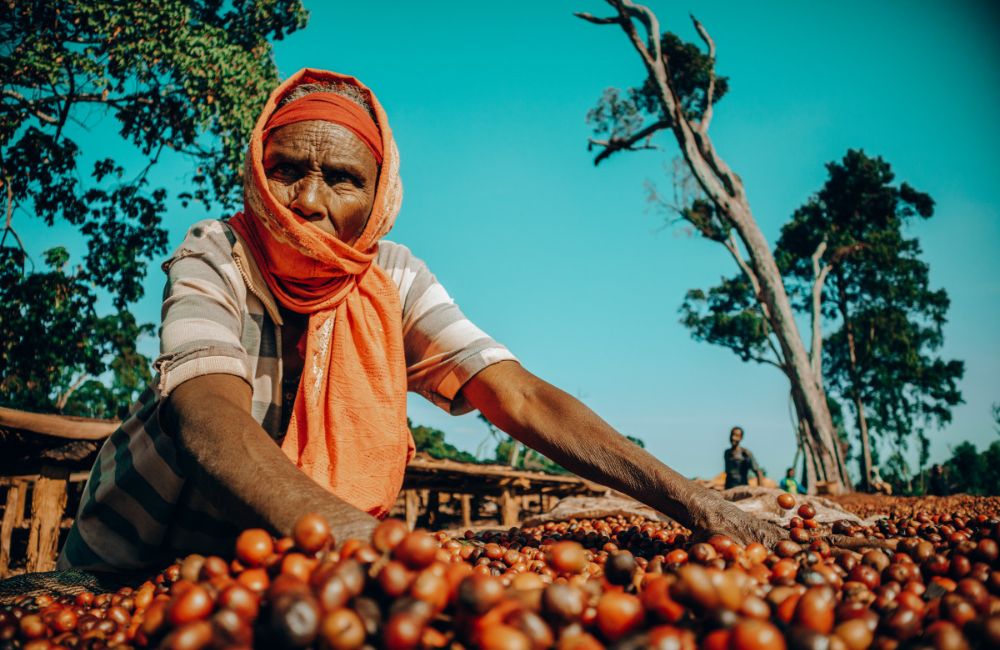 Café de Etiopía Guji con nombre propio Mi'essa Robe cosecha 2023 - Ethiopia Guji